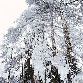 安徽黄山松