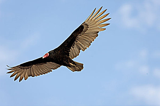 美洲鹫,红头美洲鹫,帕拉加斯,秘鲁