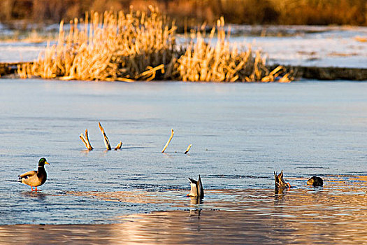 野鸭,进食,河,水塘,靠近,蒙大拿
