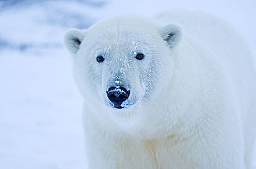 北极熊,冰,雪,北极圈,国家野生动植物保护区,阿拉斯加