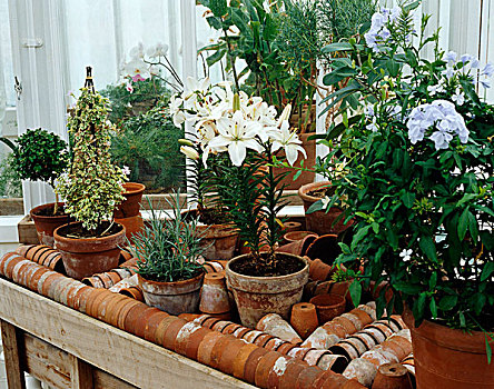 种类,陶制器具,温室,花,白色,百合