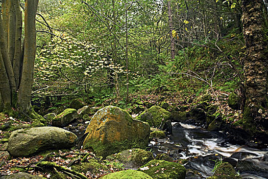 水,流动,上方,石头,峰区国家公园,德贝郡,英格兰