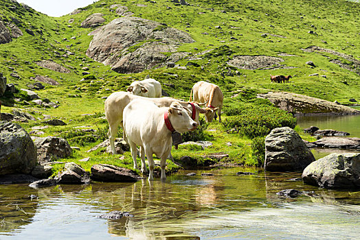 母牛,喝,高山湖