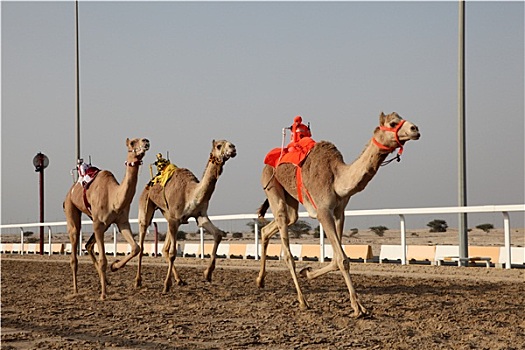 传统,赛骆驼,多哈,卡塔尔,中东