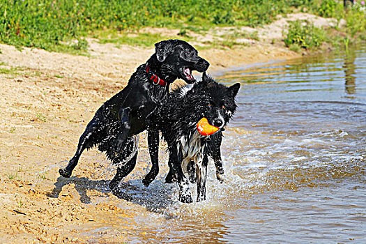 黑色拉布拉多犬,狗,杂种狗,玩,球,岸边