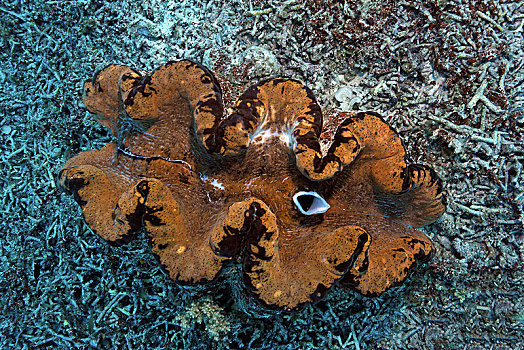 巨蛤,围绕,破损,珊瑚,帕劳,密克罗尼西亚,大洋洲