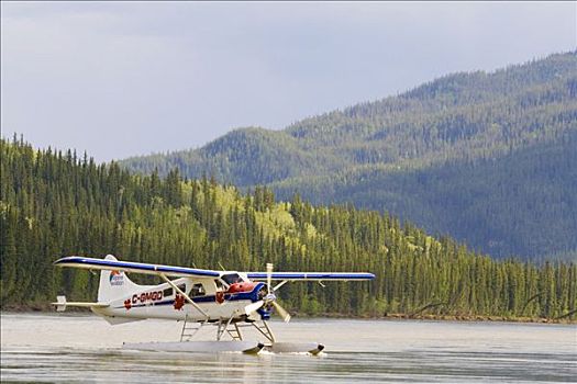 滑行,加拿大,海狸,水上飞机,两栖飞机,育空河,河,育空地区,北美