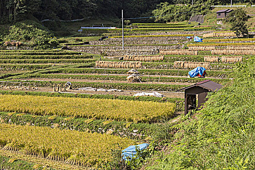 稻米梯田,日本