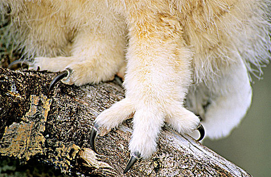 脚,爪,老,大雕鸮,幼禽,南方,艾伯塔省,加拿大