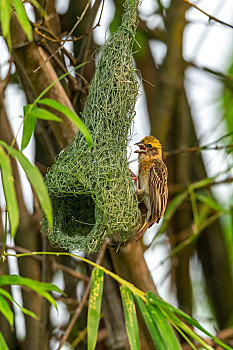 分布于东南亚一带开阔林地善于编织悬挂鸟巢的黄胸织布鸟
