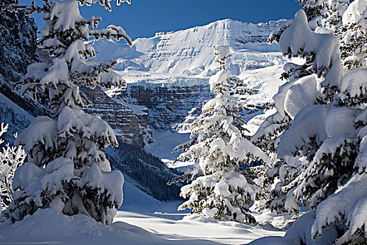 框架,积雪,常青树,蓝天,路易斯湖,艾伯塔省,加拿大