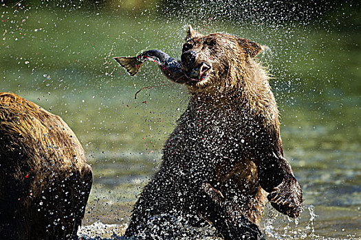 大灰熊,幼兽,抖动,水,三文鱼,卵,河流,靠近,湾,卡特麦国家公园,保存,西南方,阿拉斯加,夏天