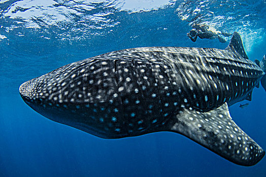 潜水,摄影,鲸鲨