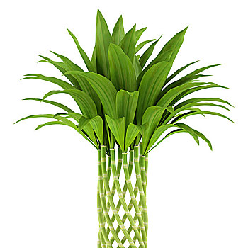 竹子,植物,隔绝
