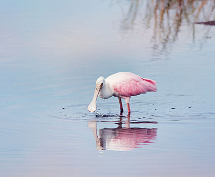 粉红琵鹭,湖
