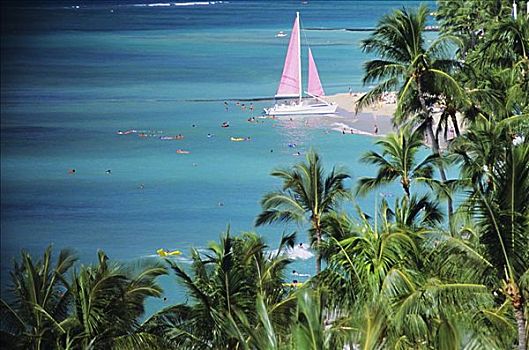 夏威夷,瓦胡岛,檀香山,怀基基海滩,双体船,海滩,棕榈树,前景