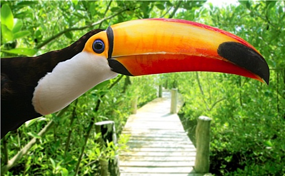 托哥巨嘴鸟,红树林,热带,丛林