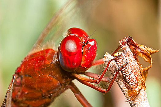 蜻蜓,赤蜻属