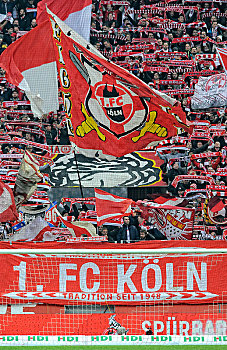 科隆,狂热,旗帜,体育场,北莱茵威斯特伐利亚,德国,欧洲