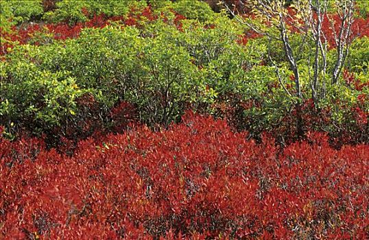 秋天,色彩,蓝莓,灌木丛,草皮,西维吉尼亚,美国