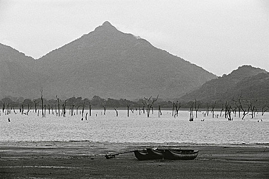 枯木,站立,湖,独木舟,岸边,斯里兰卡