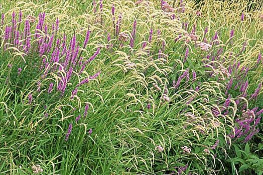 紫色金钱草,河岸,安大略省,加拿大