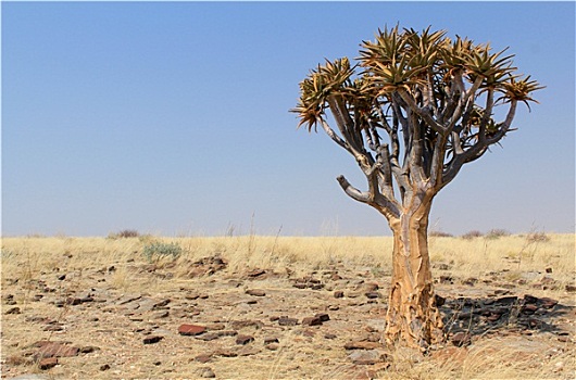 抖树,二歧芦荟,纳米布沙漠,风景