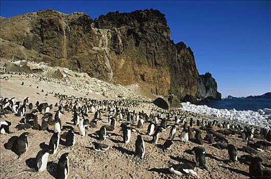 阿德利企鹅,栖息地,火山,岛屿,拥有,罗斯海,南极