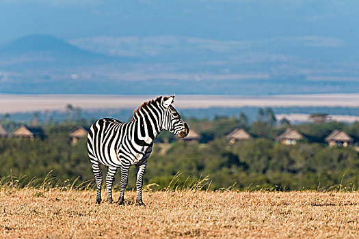 平原斑马,自然保护区,肯尼亚,非洲