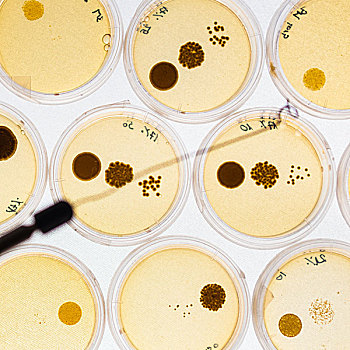 细菌,培养皿