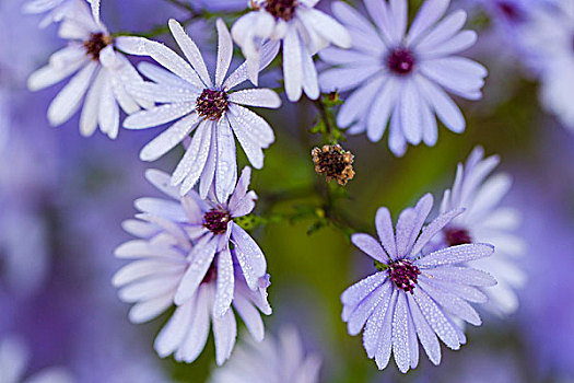 蓝色木紫苑,紫苑属,蓝色,卡塞尔,黑森州,德国,欧洲