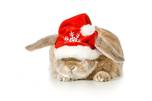 圣诞节,兔子