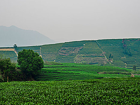 杭州龙坞茶山