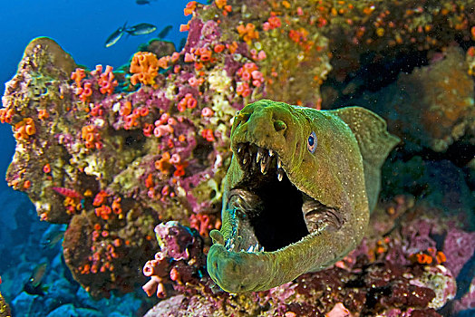 绿色,海鳗,裸胸鳝属,珊瑚礁,哥伦比亚,南美