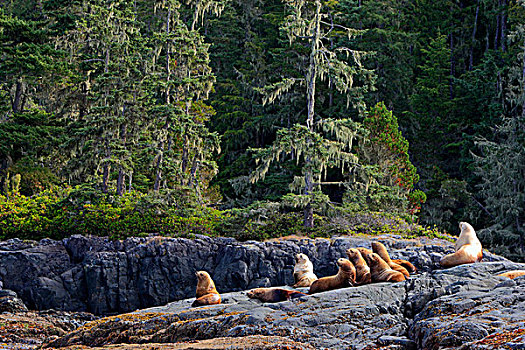 海狮,北海狮,北部海,狮子,加拿大