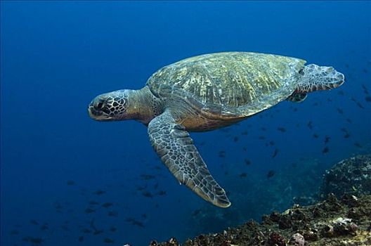 太平洋,绿海龟,龟类,加拉帕戈斯群岛,厄瓜多尔