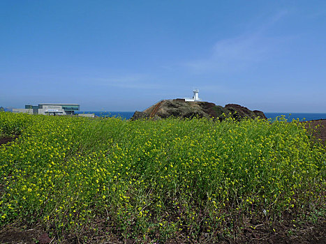蓝天,灯塔,油菜花,济州岛