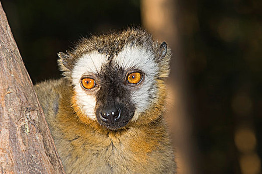 褐色,狐猴,自然,自然保护区,马达加斯加,非洲
