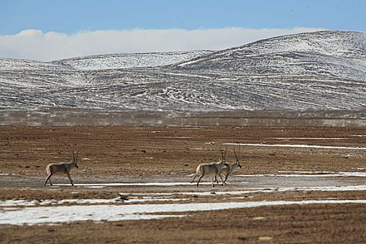 可可西里湖边奔跑的藏羚羊