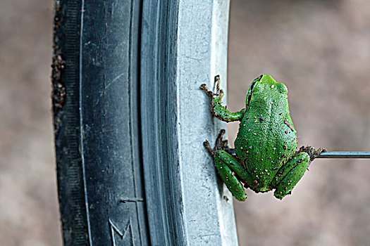 欧洲树蛙,坐,自行车,萨克森安哈尔特,德国,欧洲