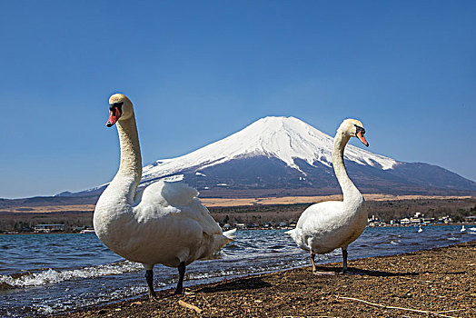 日本,湖,天鹅