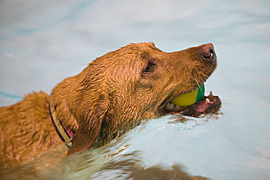 拉布拉多犬,狗,游泳,网球