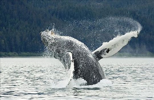 驼背鲸,靠近,冰河湾国家公园,东南阿拉斯加