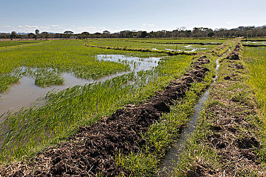 灌溉,稻米,培育,南方,尼加拉瓜,中美洲