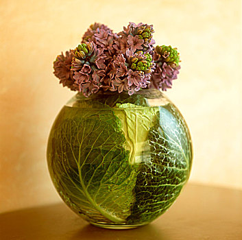 风信子,卷心菜叶,圆,花瓶