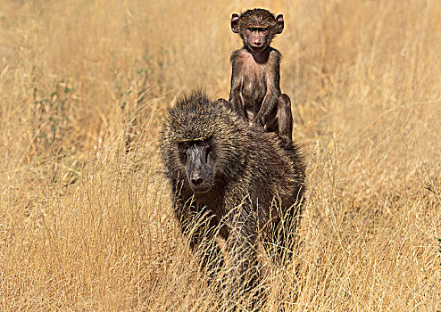 东非狒狒,骑,背影,萨布鲁国家公园,肯尼亚,东非,非洲