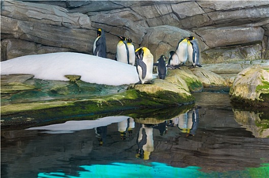 企鹅,动物园