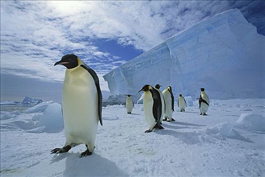 帝企鹅,通勤,海冰,生物群,冰架,威德尔海,南极