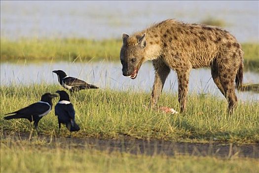 斑鬣狗,三个,乌鸦,纳库鲁湖国家公园,肯尼亚