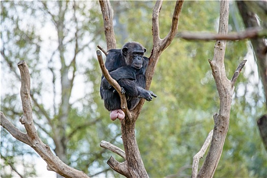 黑猩猩,树